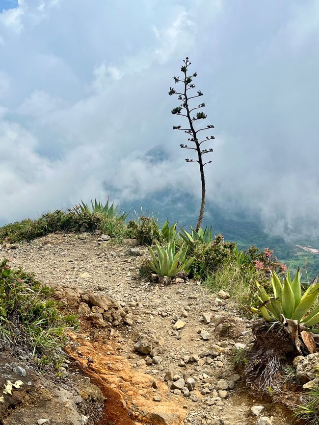 Il paesaggio attorno al vulcano Santa Ana