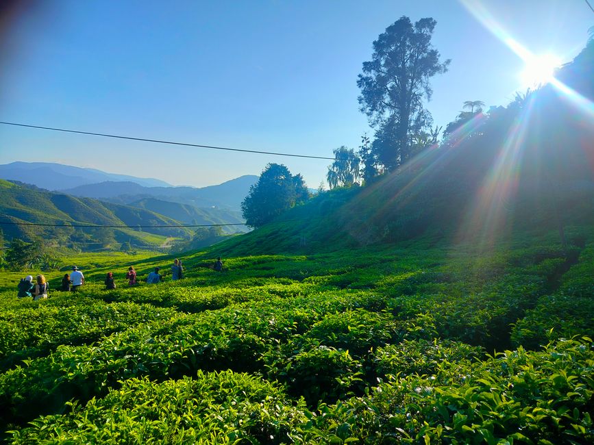 Cameron Highlands