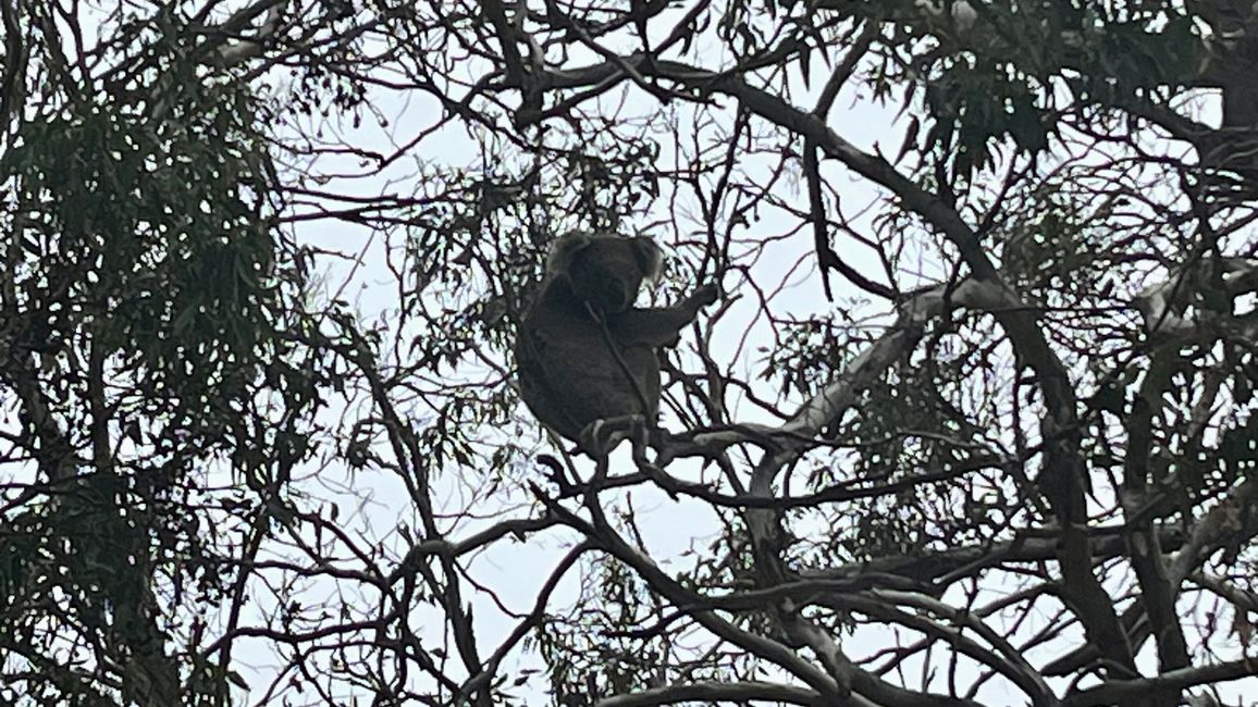 Kangaroo Island