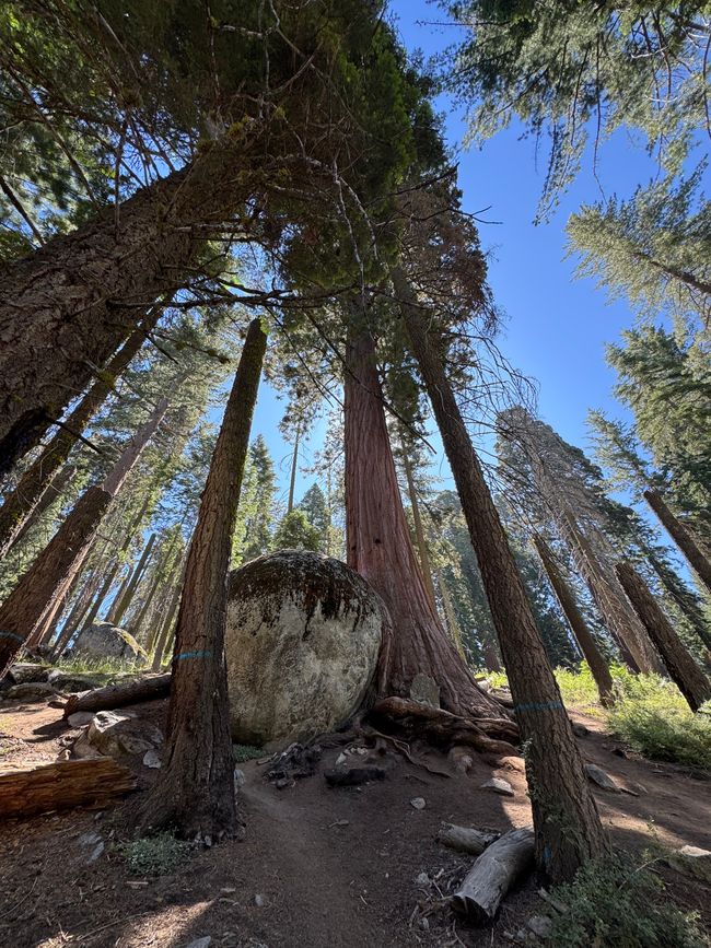 Sequoia National Park