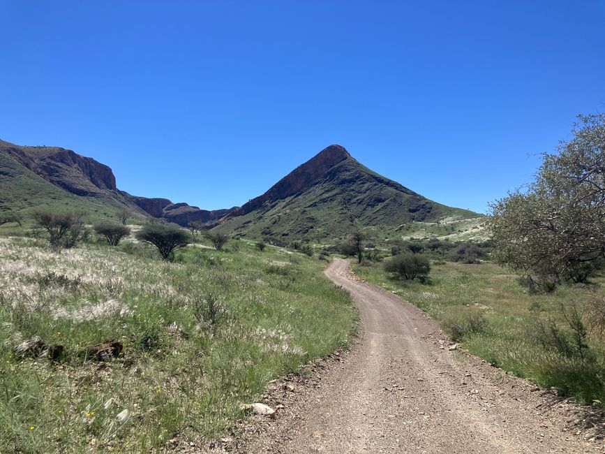 Caminatas con cebras de montaña