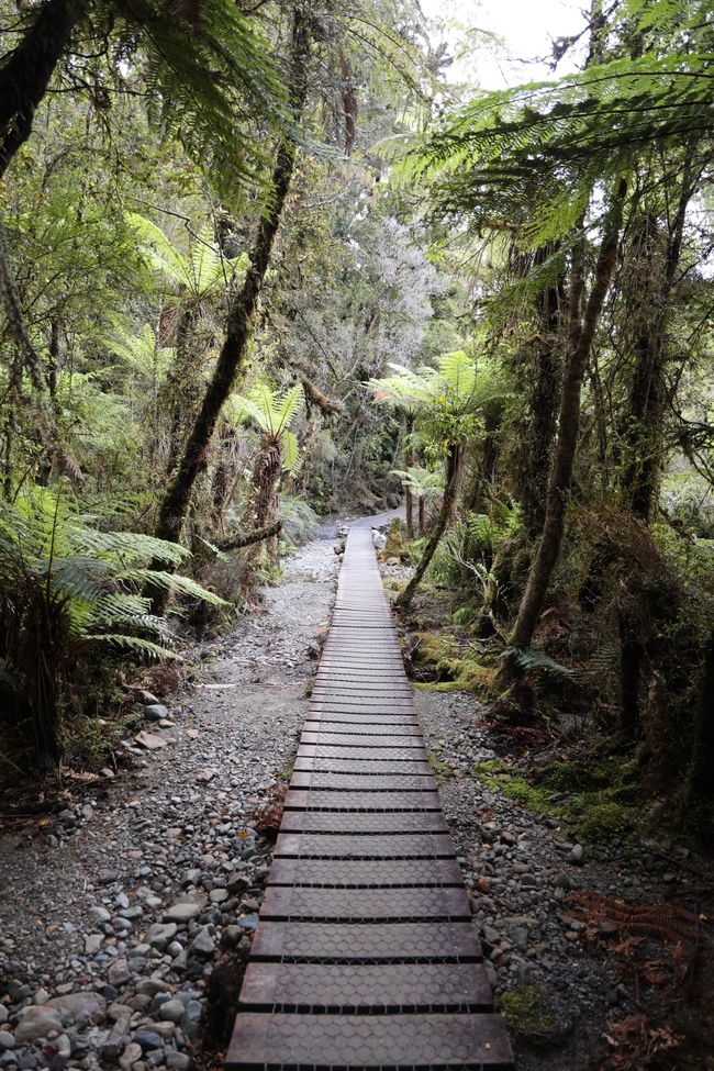 West Coast bis Jackson Bay