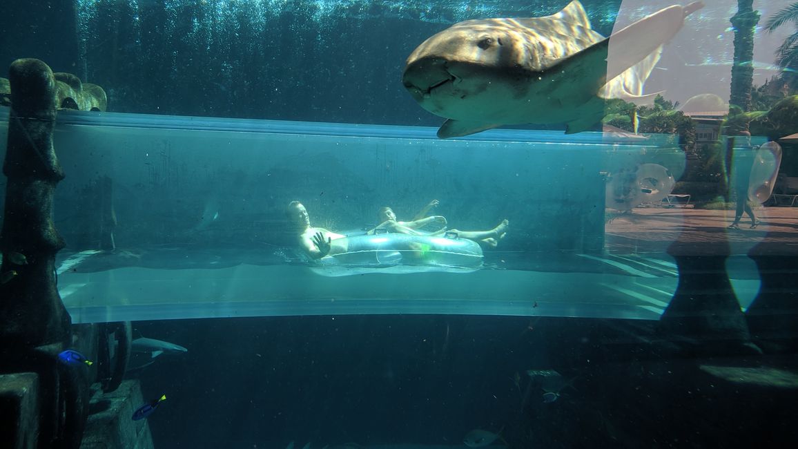 Shark Attack Reifenrutsche