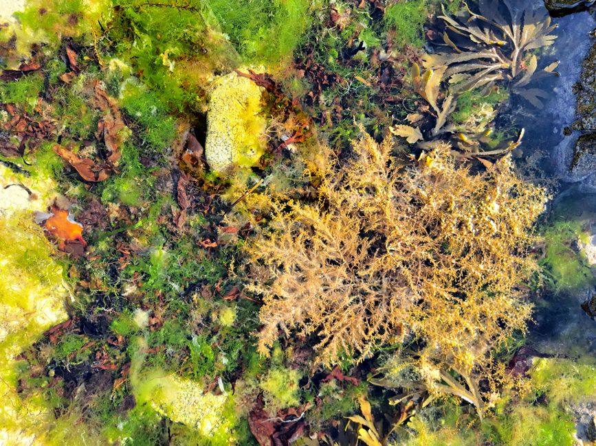 Créatures marines