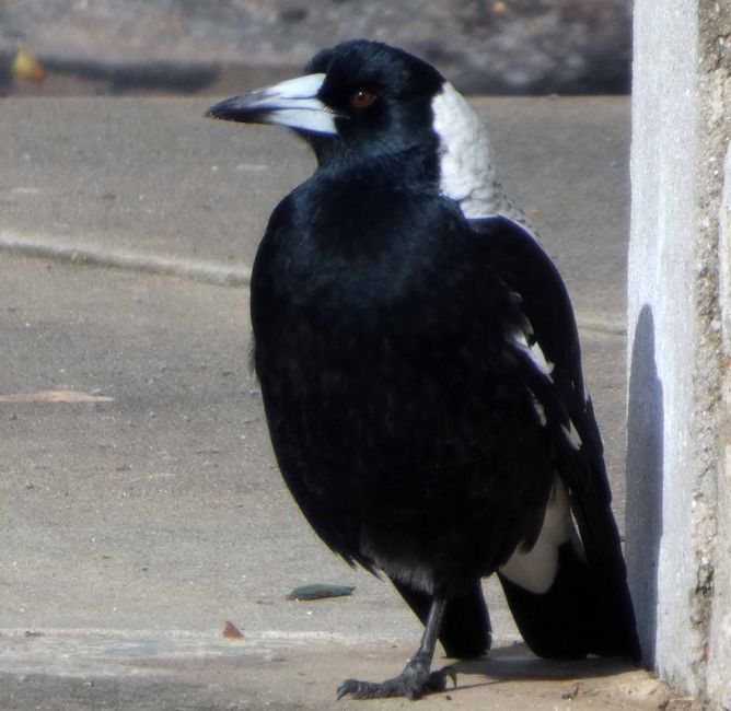 Kingscote, Kangaroo Island