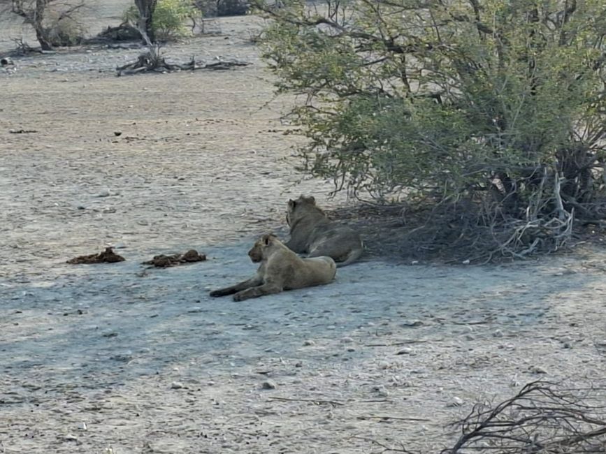 Etosha National Park 🐘🦒