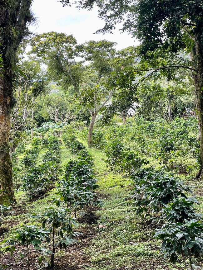 Kaffeepflanzen brauchen viel Schatten