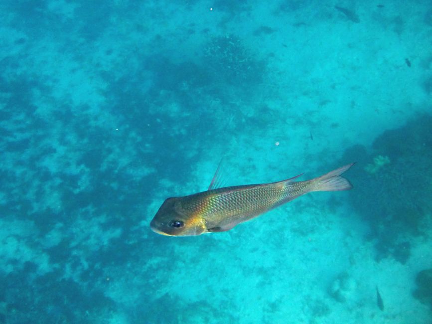Sauwandarek, Raja Ampat, Indonesia
