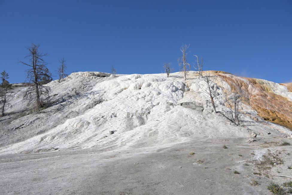 Mammoth Hot Springs - Sinterterrassen