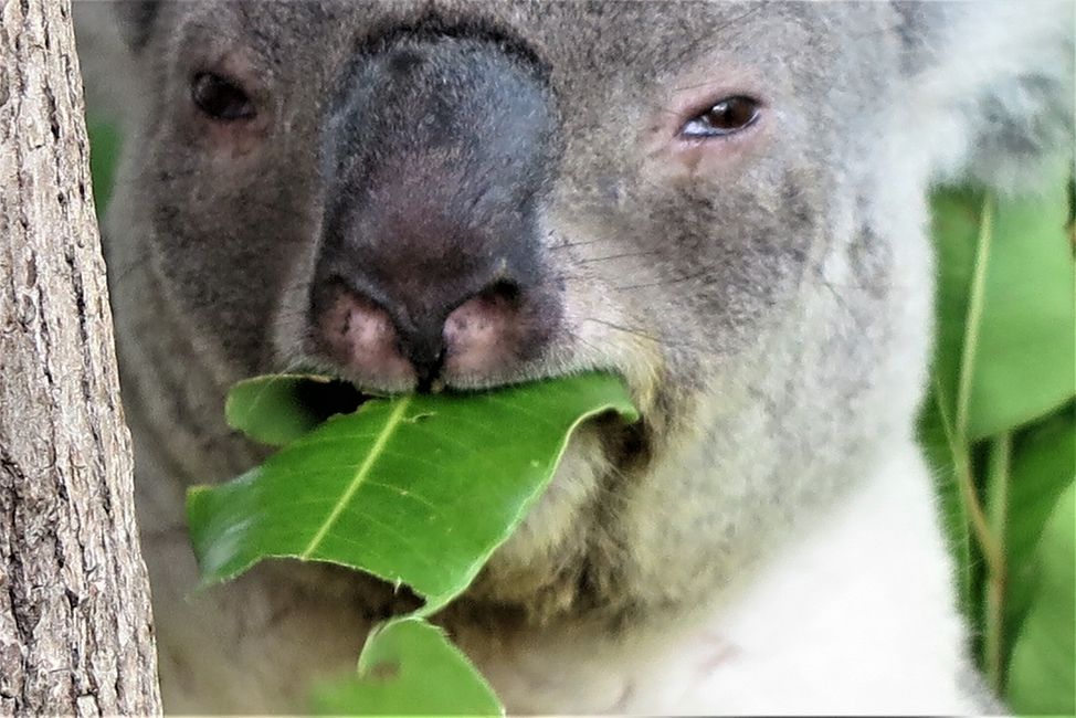 Mallee Koalalady 9 Jahre alt