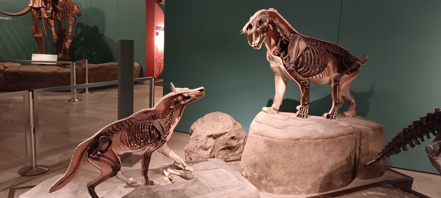 Museum of natural history I