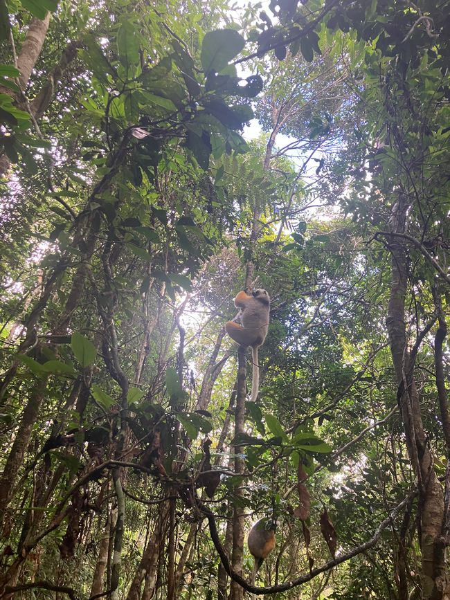Maravilla de la naturaleza - Parque Nacional Andasibe