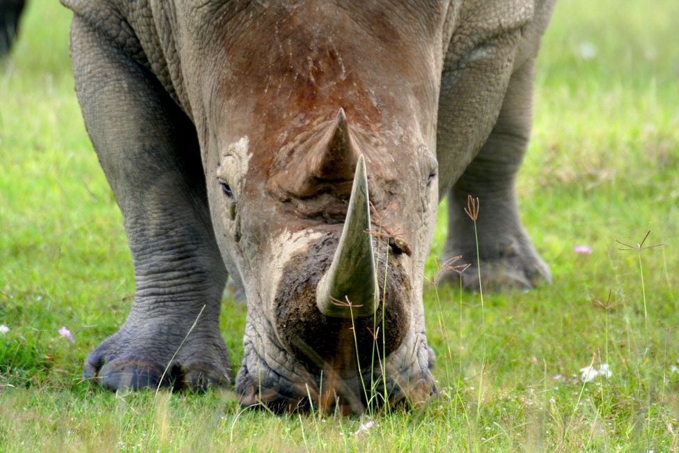Imposantes Breitmaulnashorn sind oft geselliger als die Spitzmaulnashörner