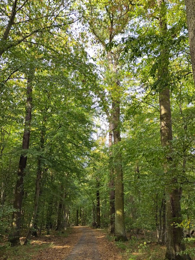 und wieder und wieder im Wald...