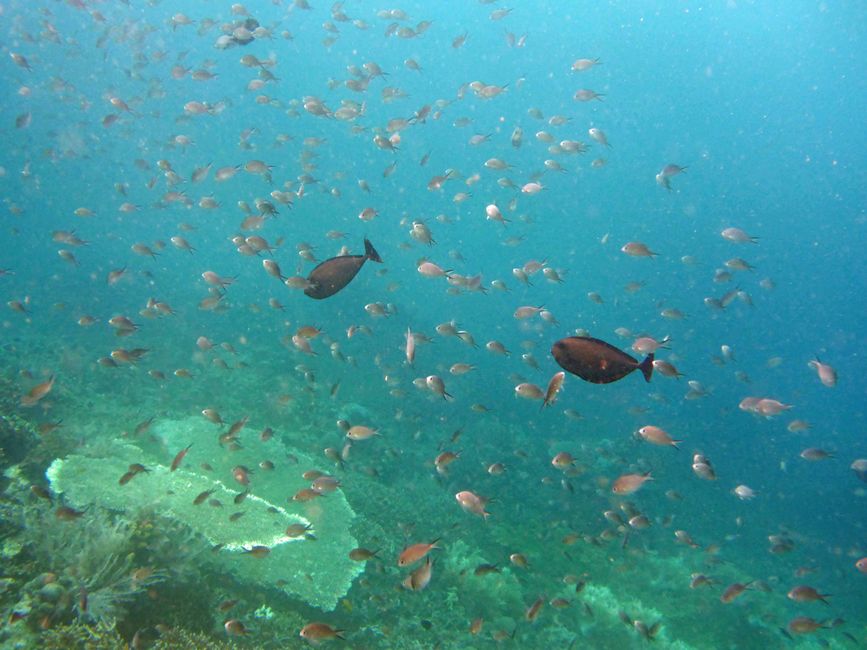 Waiag, Raja Ampat, Indonesia