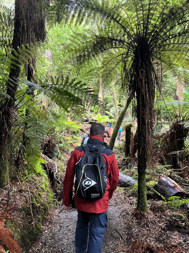 Whirinaki – Der Tag, an dem mich die Natur wieder gefunden hat