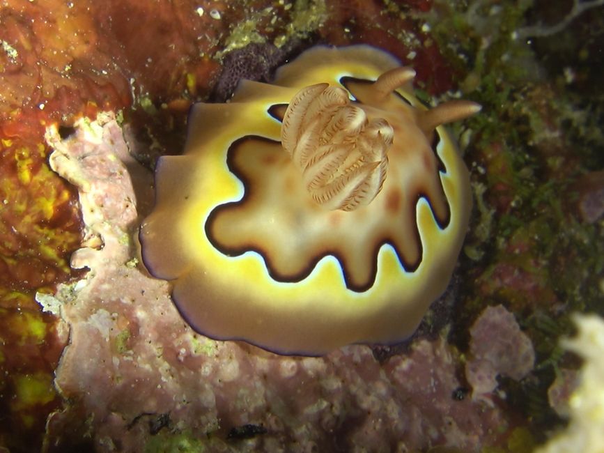 Travis auf Tauchsafari in Raja Ampat