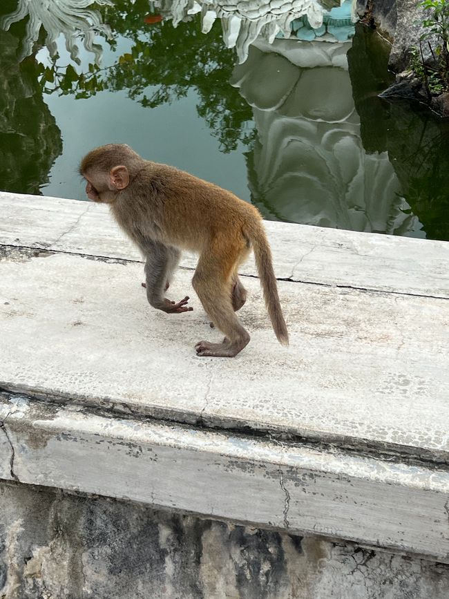 Tag 5 - Hoi An: Ein Tag mit Affen, Einhörnern und vielen Überraschungen