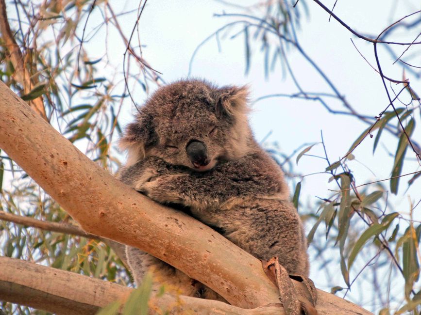 Tower Hill Wildlife Reserve