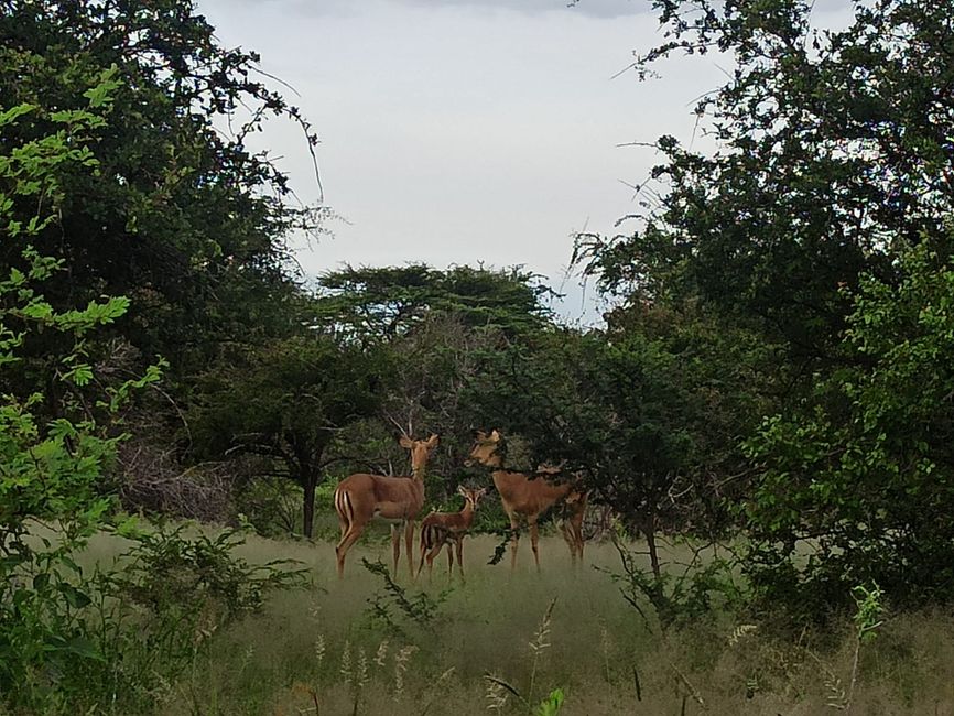 El Parque Nacional Etosha