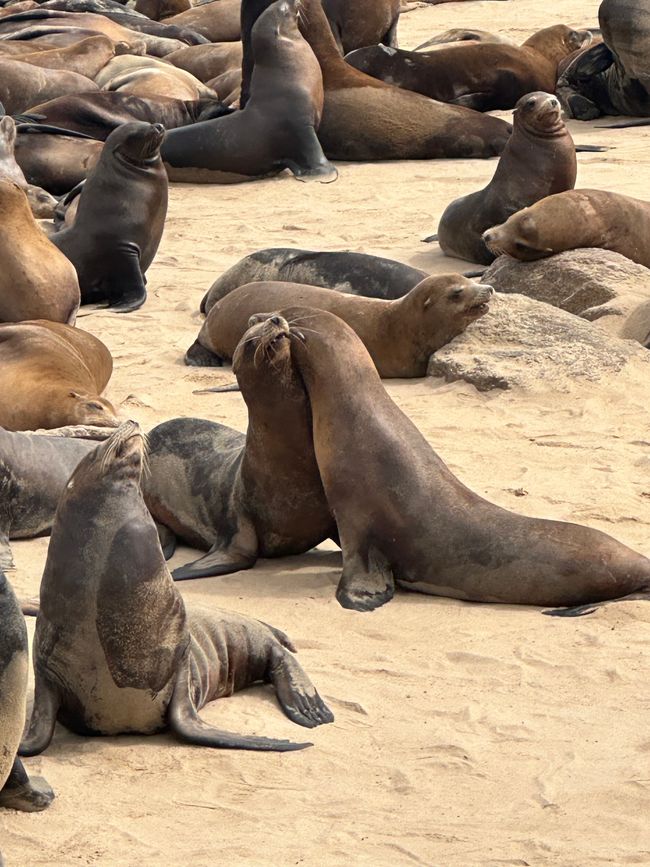 Sigue adelante por la costa Santa Cruz/Monterey/Big Sur/Morro Bay/Santa Bárbara/Malibú