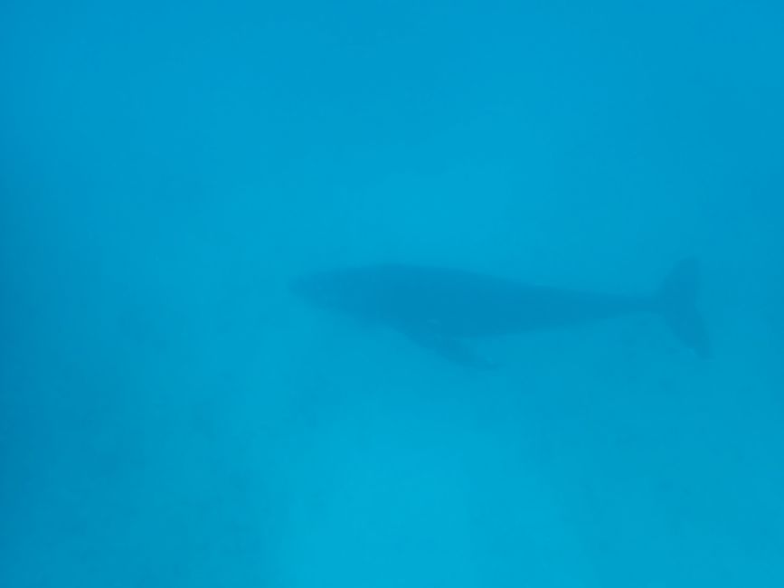 Snorkeling with Humpback Whale / Humpback whale swim