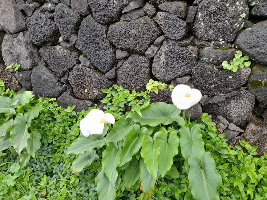 Schwarze Lava und weiße Blumen 