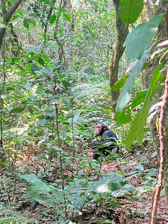 Schimpansen im Kalinzu Forest und Twin Lakes