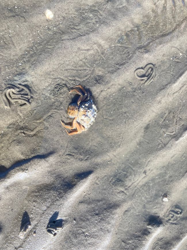 Des crabes partout !
