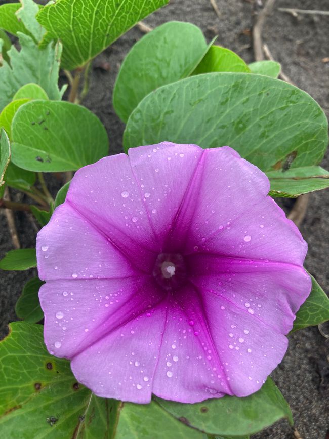 Tortuguero