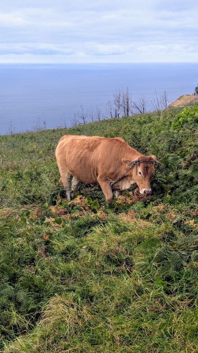Tag 8: Wandern entlang der Levada do Moinho & Levada Nova