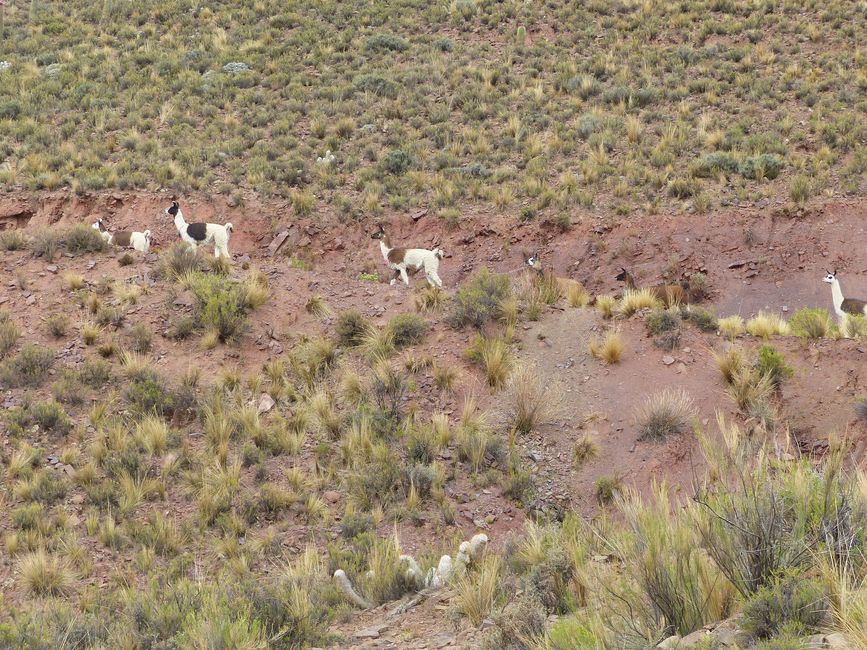 Bolivia, sorgenti termali a Tacoro