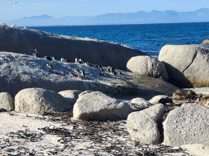 Cabo de Buena Esperanza + Playa de Boulders