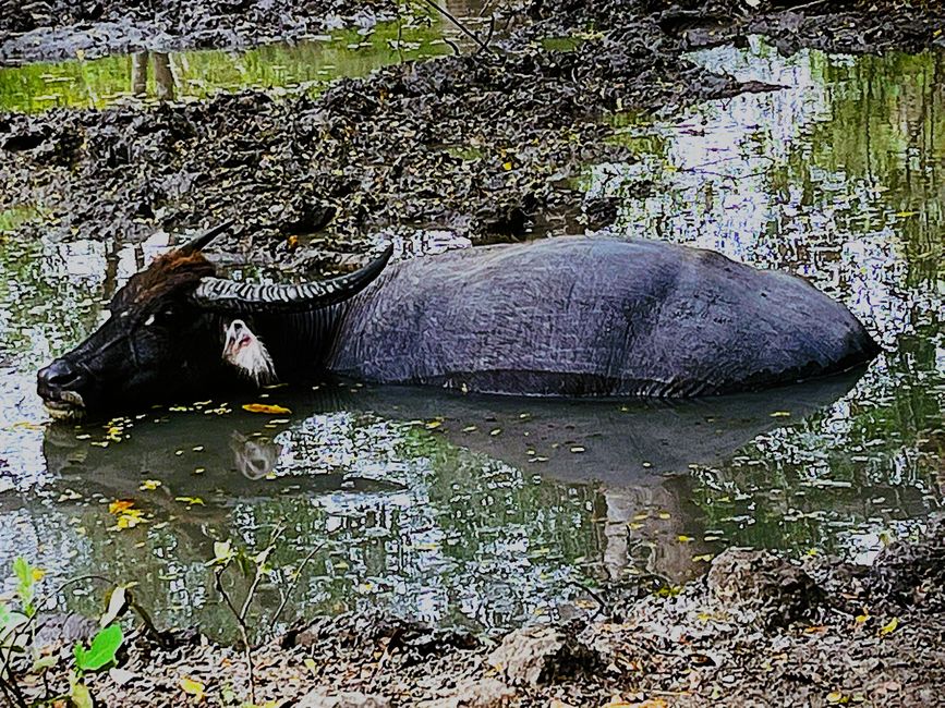 Wasserbüffel