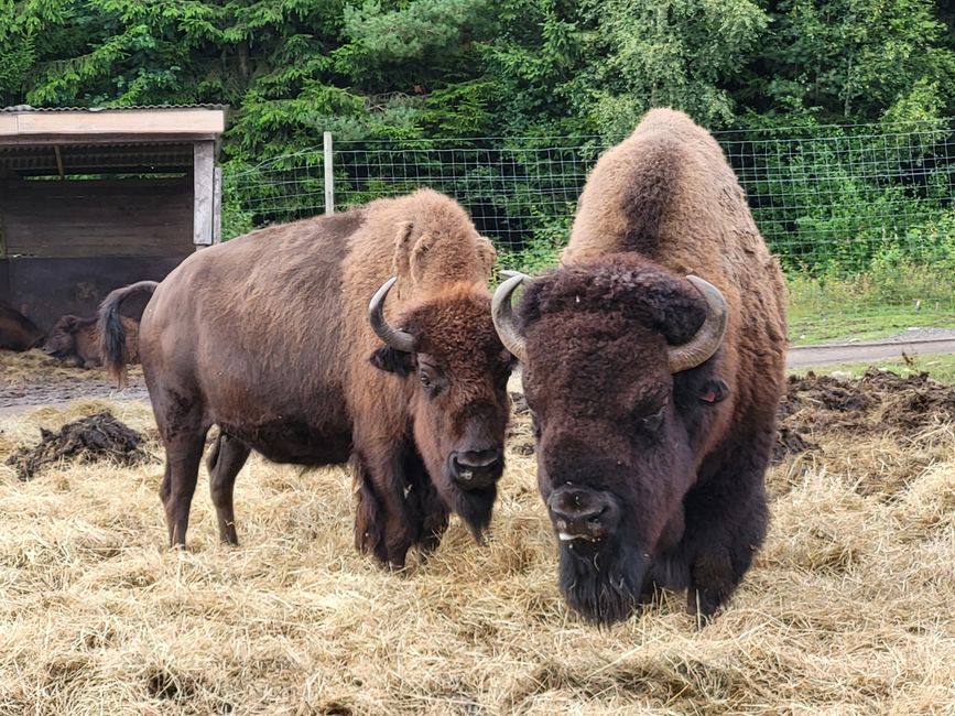 Bisonti