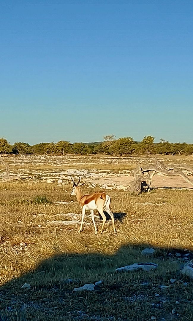 Im Etosha Nationalpark