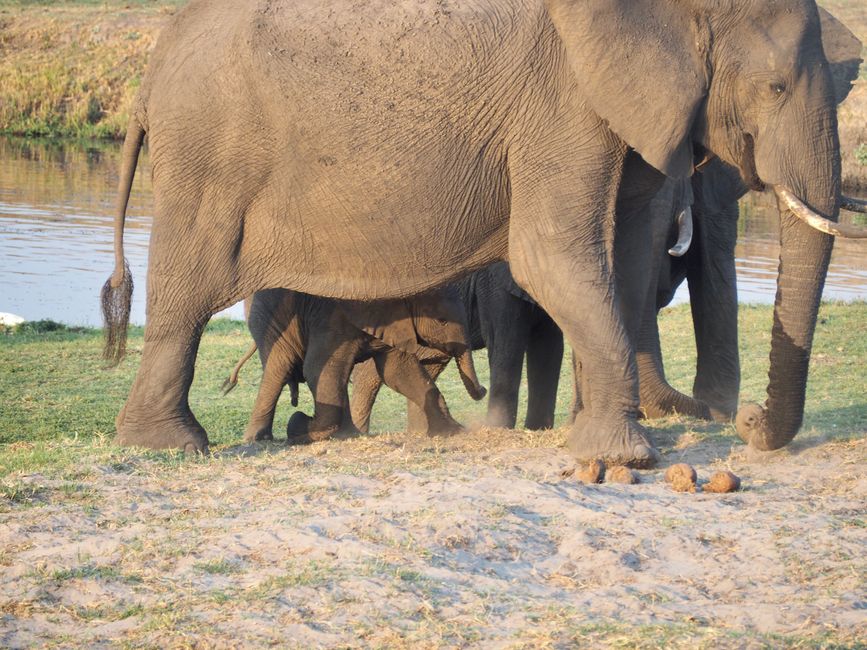 Botswana-fressen und gefressen werden