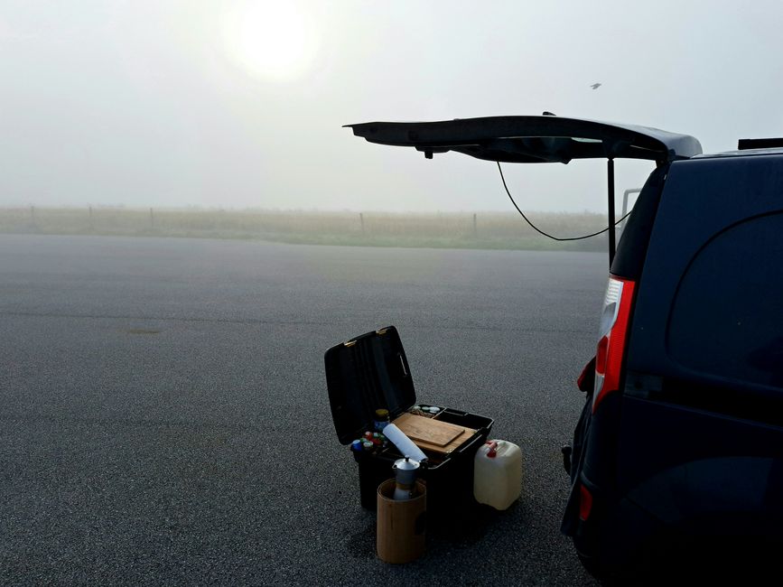 Vaches dans le brouillard
