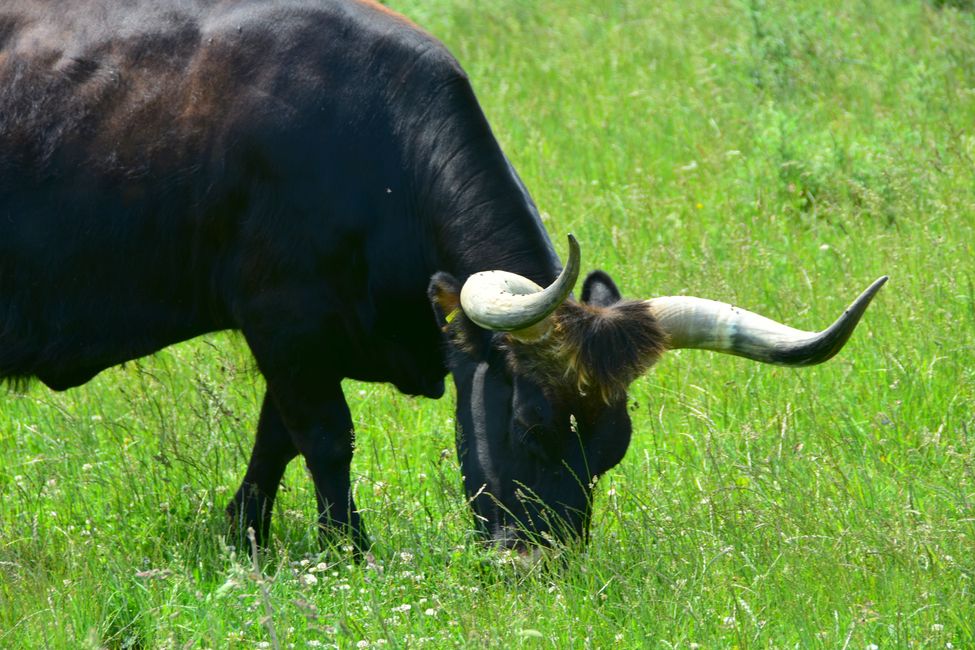 * * * S E C H T A S A F A R I - der Auerochsenweg
bei Bopfingen * * *