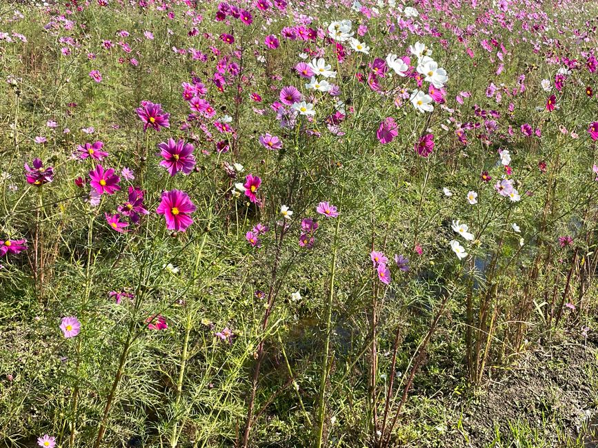 4.Kapitel: Ein bisschen vorzeitig ins Paradies