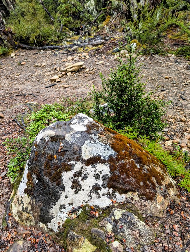 Timetravelling in Arthur's Pass