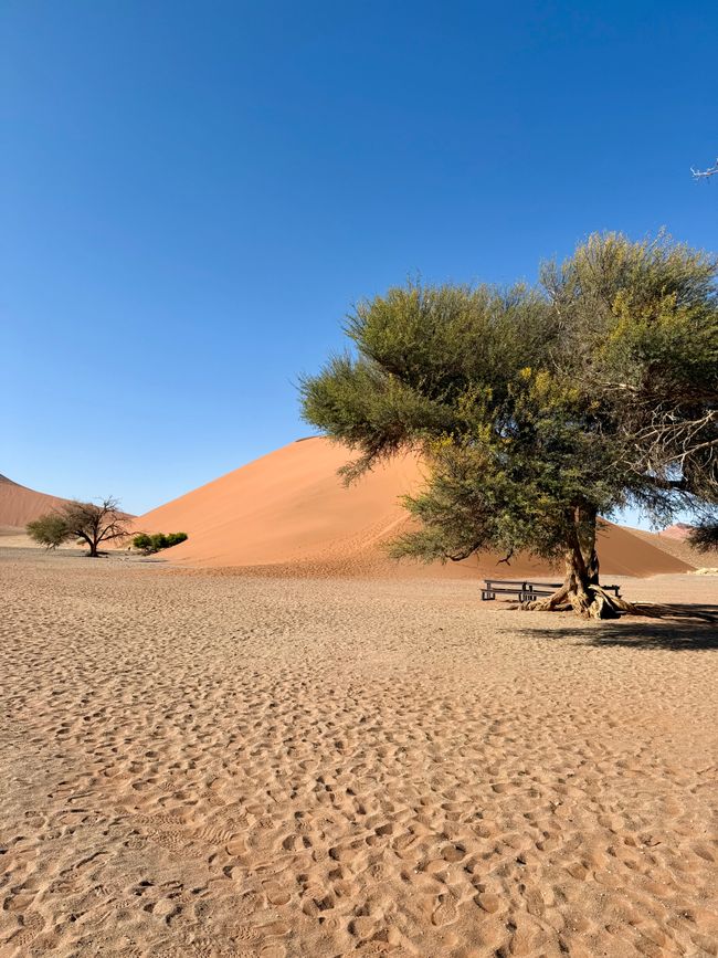 Namibia 2k25 🦓🏜️🐘