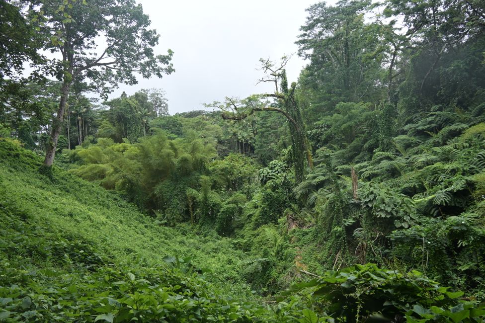 Dans le parc d'État des chutes Akaka