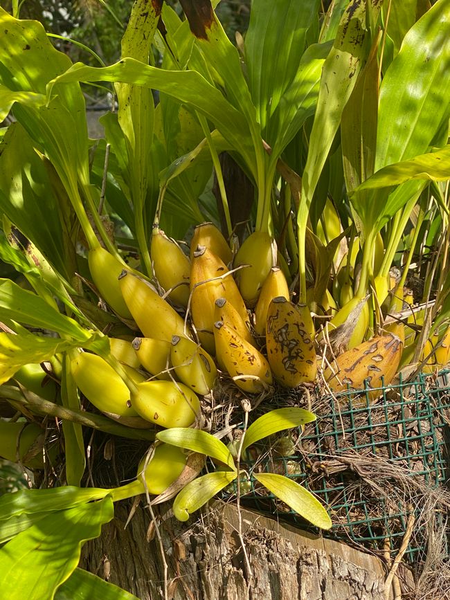 Keine Bananen, siehe folgende