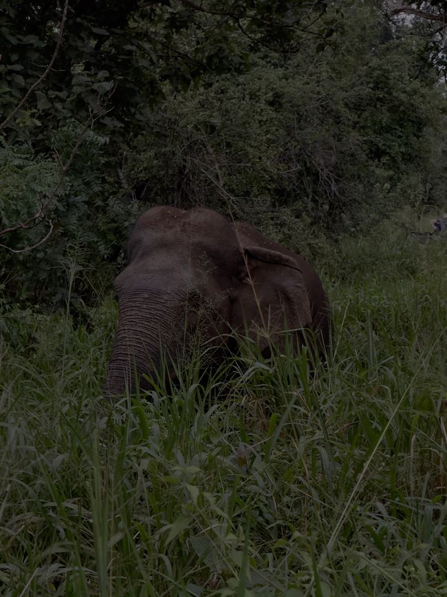 Première semaine au Sri Lanka