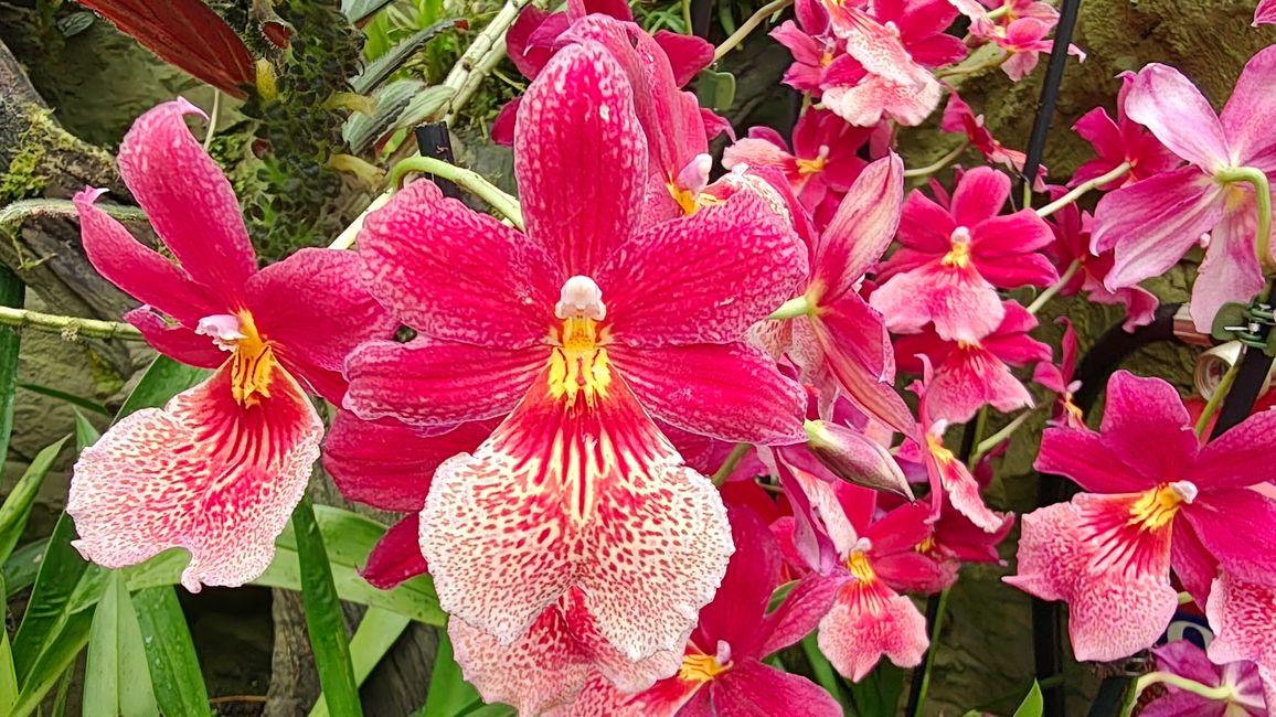 Gesicht einer Orchidee