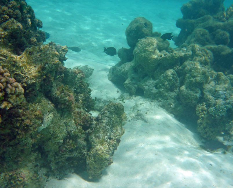 Mo orea