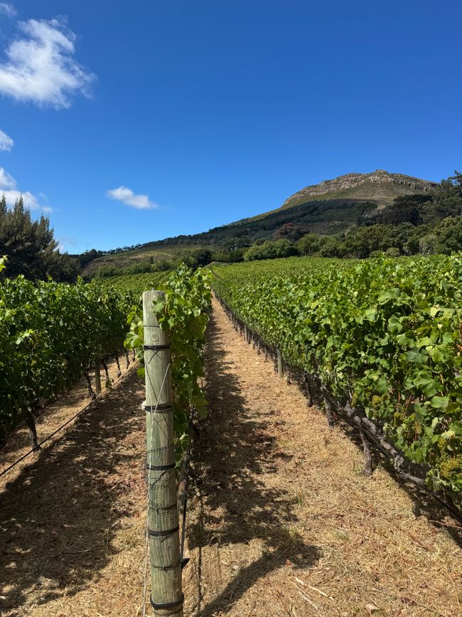 Sudáfrica🇿🇦Semana 3