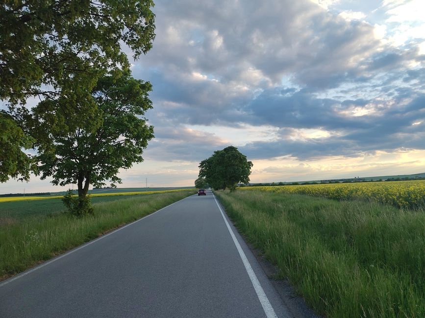 Eine Ansammlung Bäume in der Ferne?