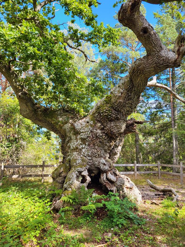 Eiche “Trolleken”